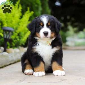 Sir Walter, Bernese Mountain Dog Puppy